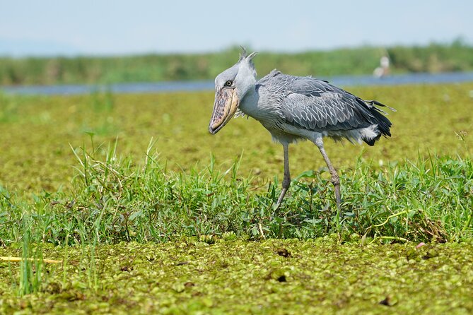 Mabamba Swamp Shoebill Birding Experience