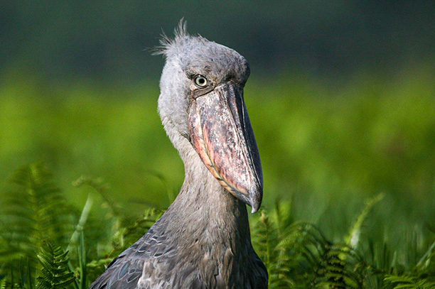 Forest Waterfall Nature
