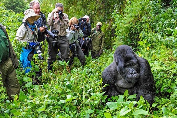 Bwindi Impenetrable Forest