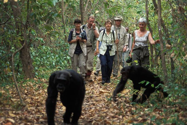 Chimpanzee Tracking in Kibale Forest Uganda