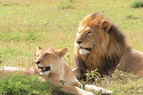 Tree Climbing Lions in Queen Elizabeth National Park Uganda
