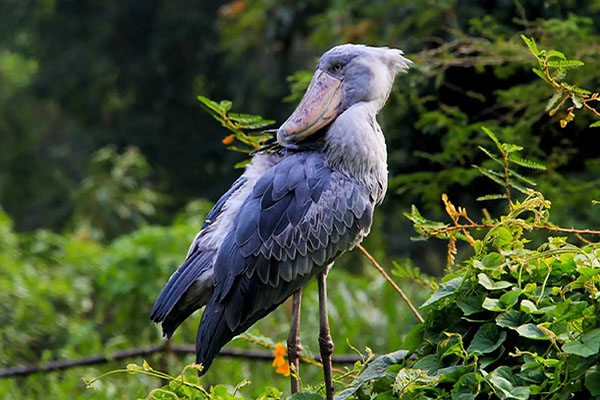 Shoebill Stork in Mabamba Swamp Entebbe Uganda