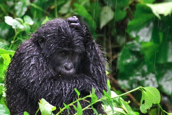 Best Time to Visit Uganda for Safaris