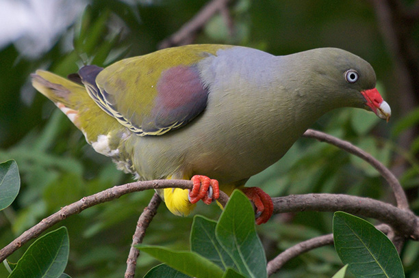 Lutembe Bay Birds