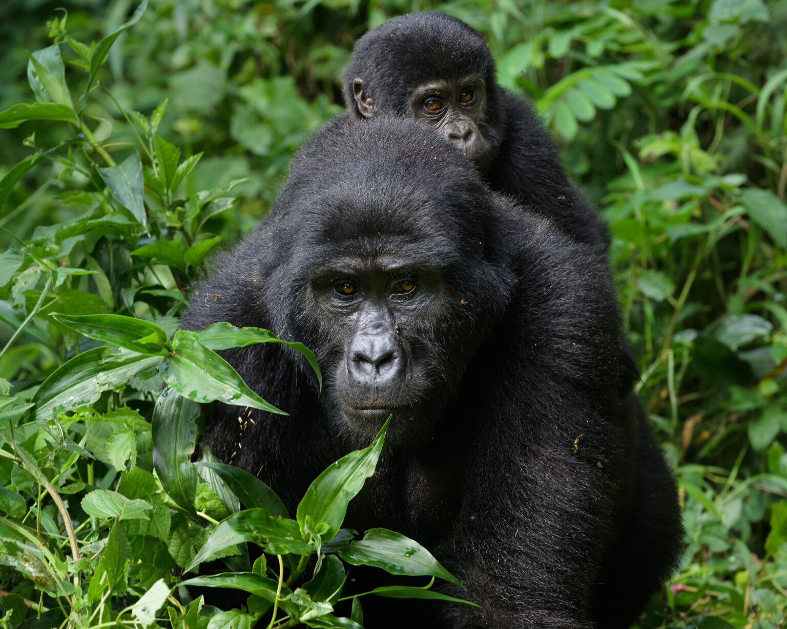 3 Day Uganda Gorilla Trekking Tour
